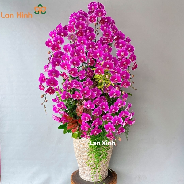 Mẫu chậu hoa lan hồ điệp đột biến 15 cành nghệ thuật HD483