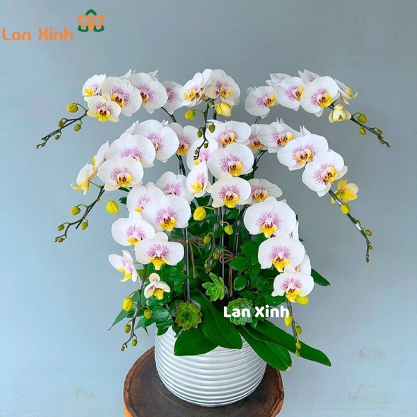 Lan hồ điệp đột biến trắng 8 cành - HD378