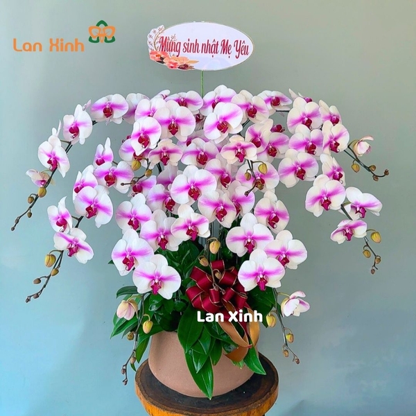 Lan hồ điệp đột biến trắng tím 9 cành - HD411