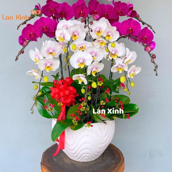 Lan hồ điệp đột biến trắng tím - HD383