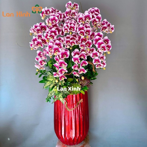 lan hồ điệp đột biến tím 20 cành HD99