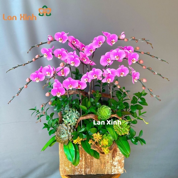 lan hồ điệp hồng 10 cành chậu gỗ
