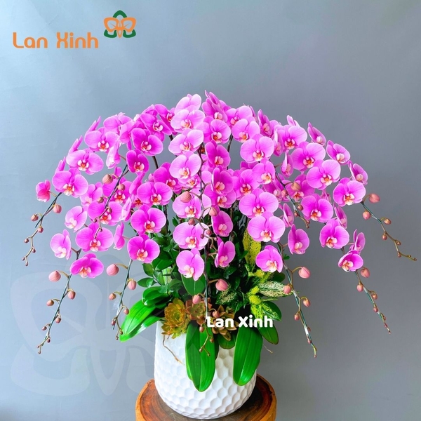 lan hồ điệp màu hồng 10 cành