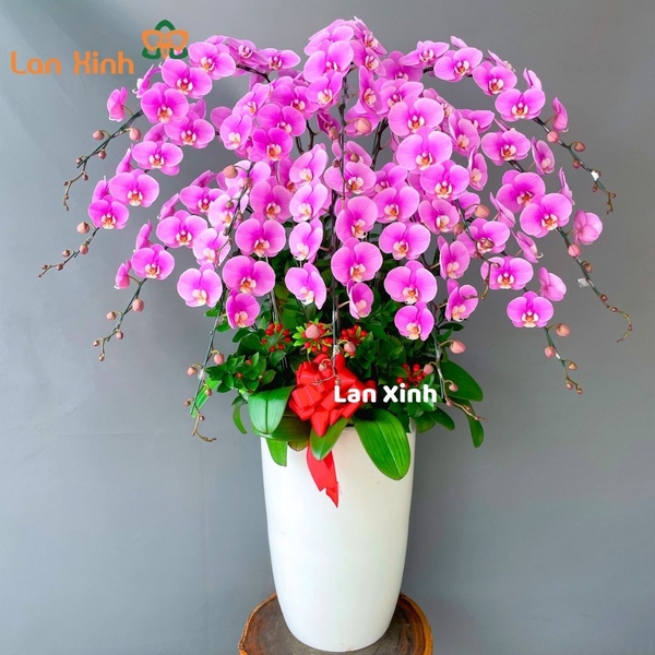 Lan hồ điệp tặng ngày 8/3