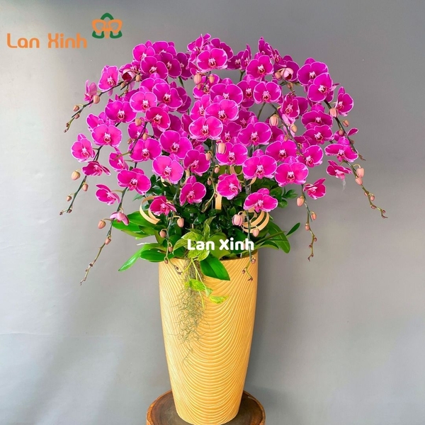 Lan hồ điệp hồng 14 cành - HD160