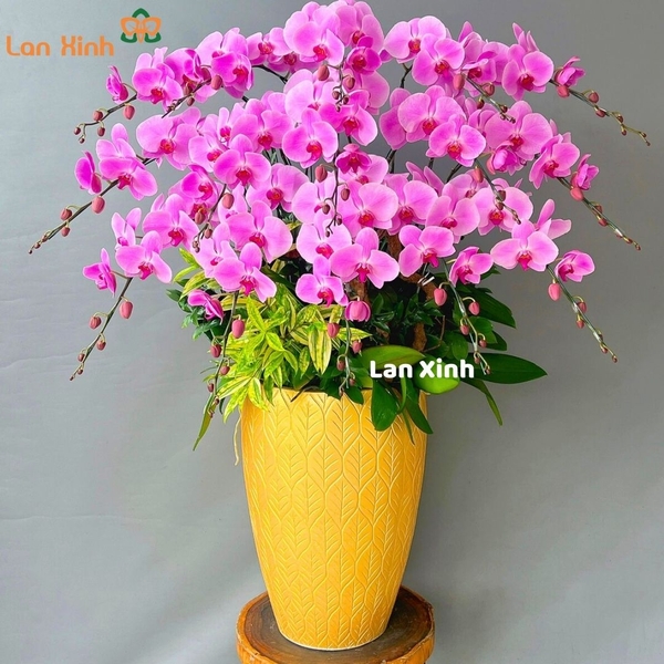 lan hồ điệp hồng 15 cành HD17