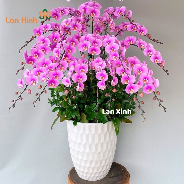Lan hồ điệp hồng 18 cành - HD375