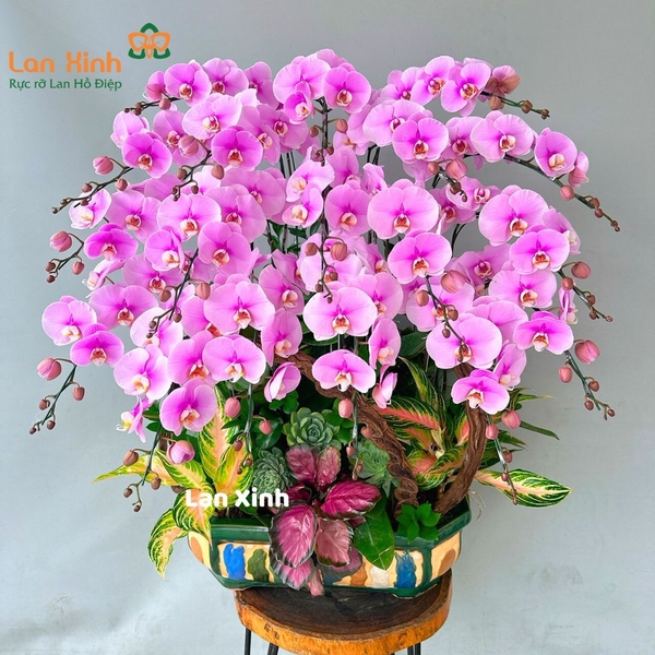 lan hồ điệp hồng bonsai 18 cành