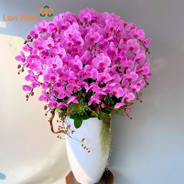 lan hồ điệp Đà Lạt