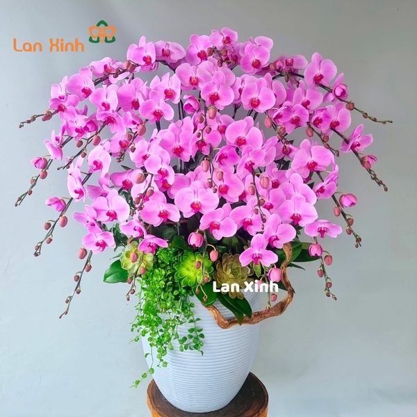 Lan hồ điệp hồng 22 cành - HD431