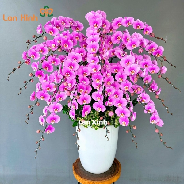 lan hồ điệp hồng