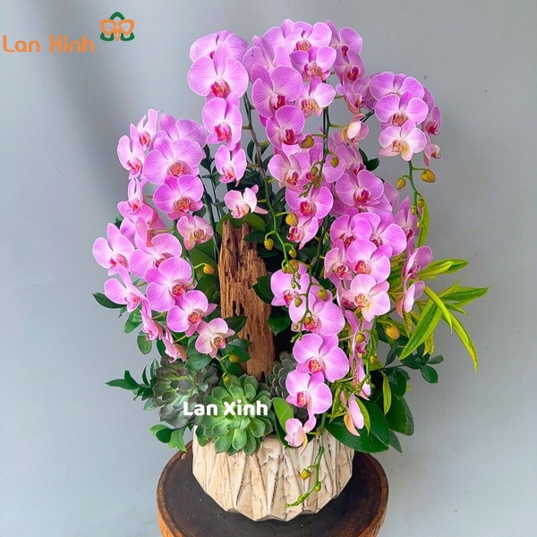 Lan hồ điệp hồng sọc 8 cành để bàn - HD514