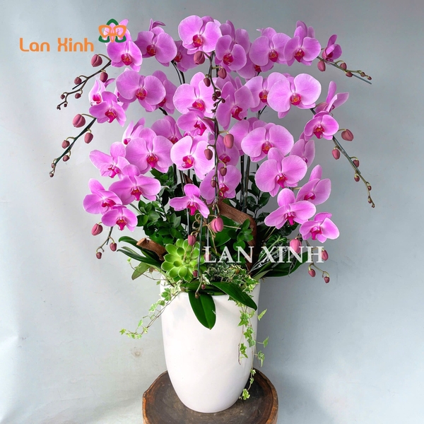 mẫu lan hồ điệp hồng 9 cành chậu cao