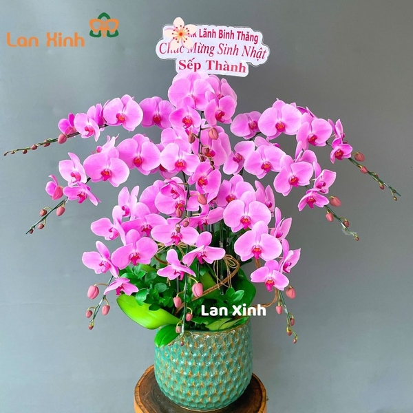 lan hồ điệp hồng 9 cành