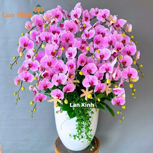 lan hồ điệp hồng