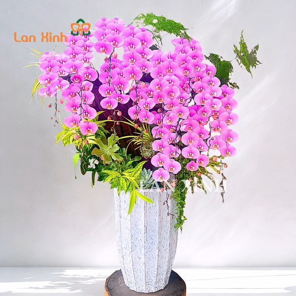 Lan hồ điệp hồng Anna ghép lũa nghệ thuật