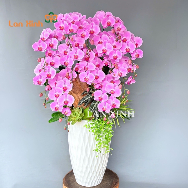 Lan hồ điệp hồng anna nghệ thuật tặng sinh nhật