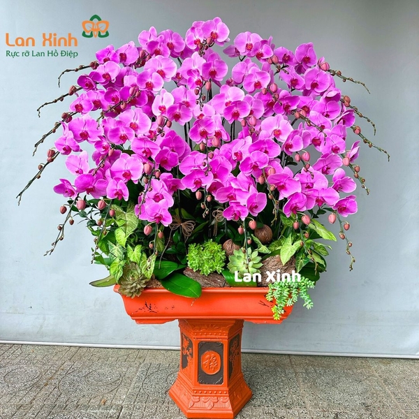 Lan hồ điệp hồng bonsai 30 cành