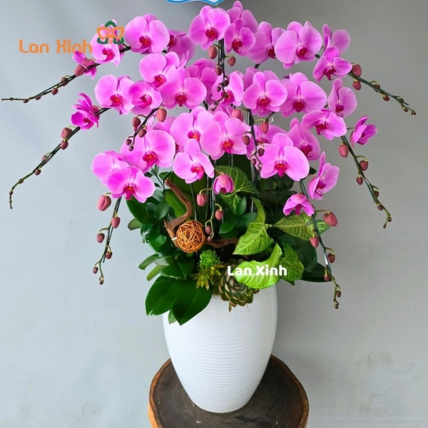 Lan hồ điệp hồng cánh sen 10 cành - HD446