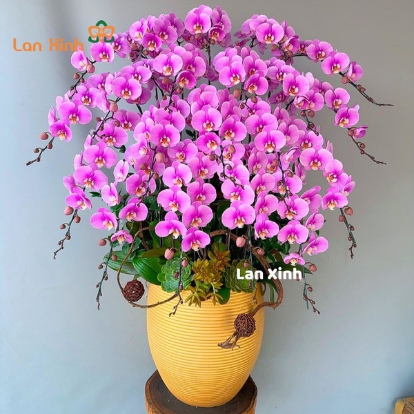 Lan hồ điệp màu hồng cánh sen 20 cành