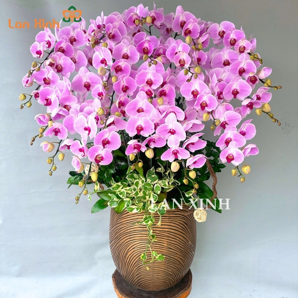 Lan hồ điệp tặng ngày 8/3