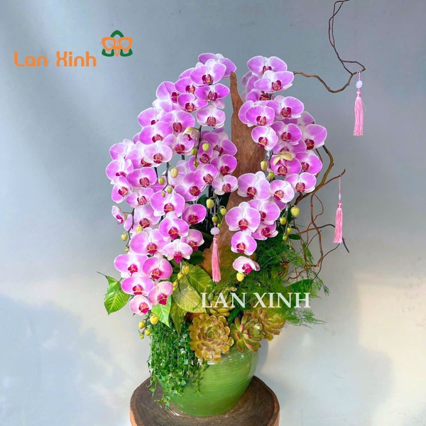 lan hồ điệp hồng gân ghép nghệ thuật