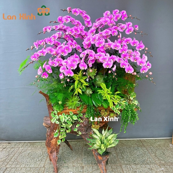 lan hồ điệp hồng gỗ lũa 20 cành