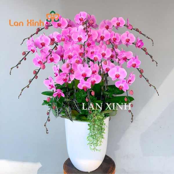 lan hồ điệp màu hồng nhạt 15 cành