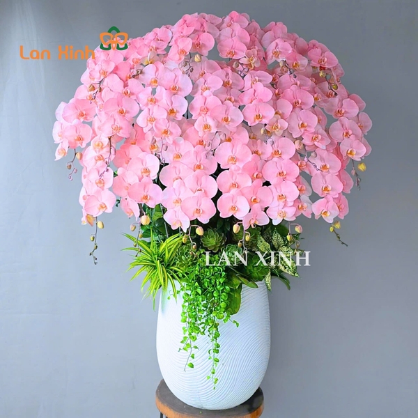 Lan hồ điệp hồng nhuộm màu cao cấp tặng sinh nhật 