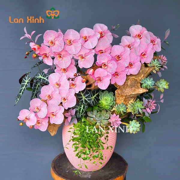 mẫu chậu hoa lan hồ điệp hồng nhuộm nghệ thuật 