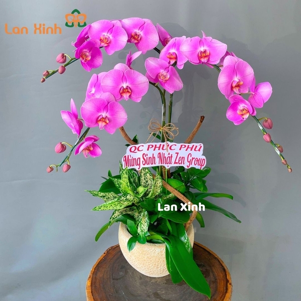 lan hồ điệp hồng phấn 3 cành - HD213