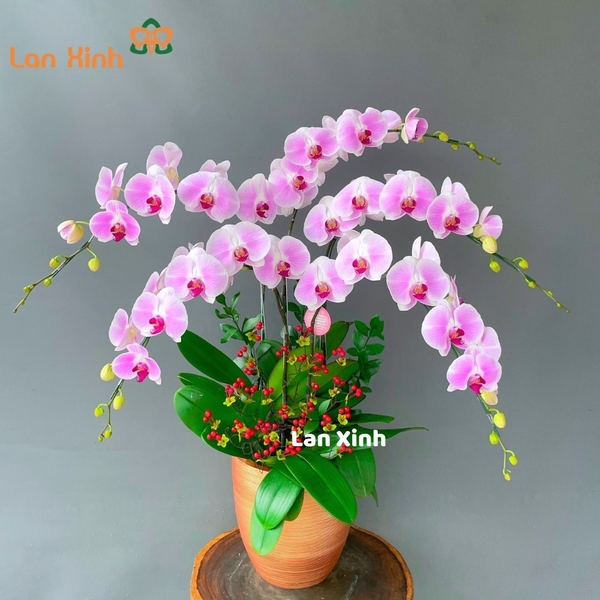 Lan hồ điệp hồng phấn 5 cành - HD169