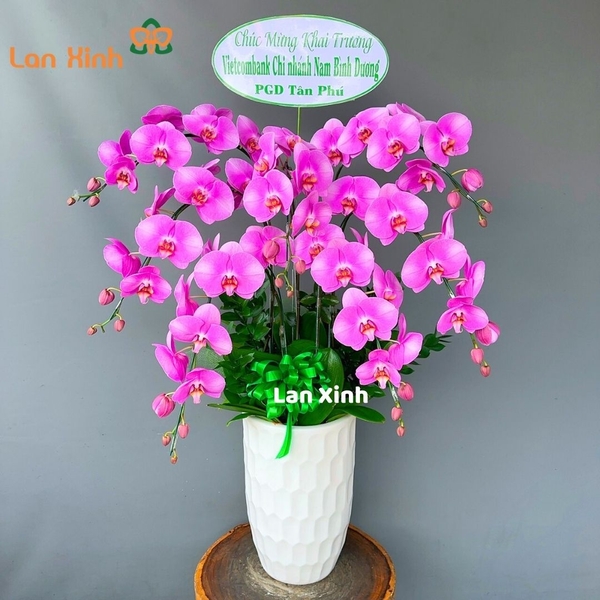 Lan hồ điệp hồng phấn 7 cành - HD187