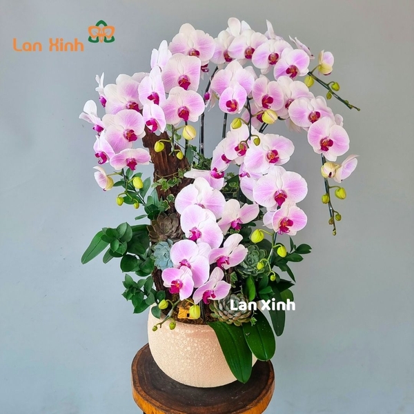 Lan hồ điệp hồng phấn 7 cành để bàn - HD455