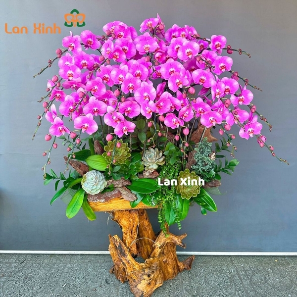 Lan Hồ Điệp Gỗ Lũa