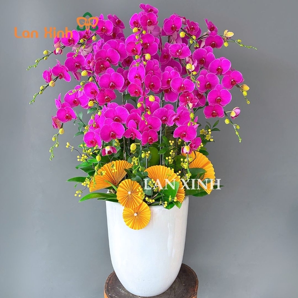 Lan hồ điệp Gò Vấp