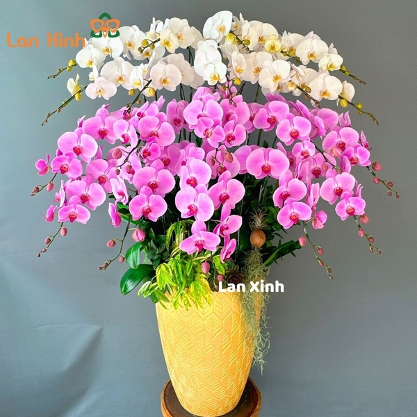 Lan hồ điệp hồng trắng 20 cành - HD224