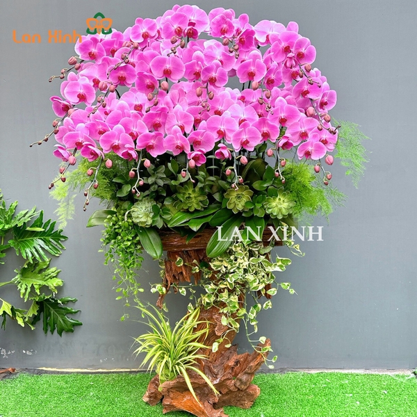 lan hồ điệp hồng trên gỗ lũa