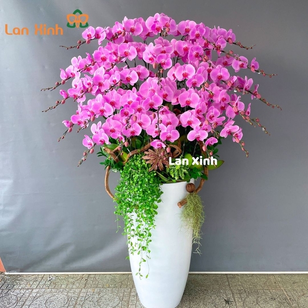 lan hồ điệp hồng