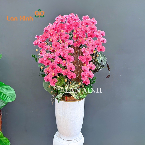 Lan hồ điệp màu cam đỏ mix gỗ lũa - HD624