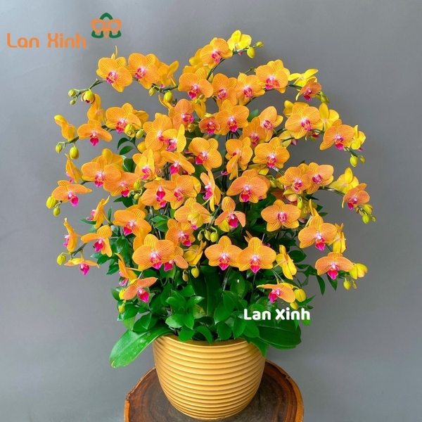 Chậu hoa lan hồ điệp màu cam sọc 15 cành