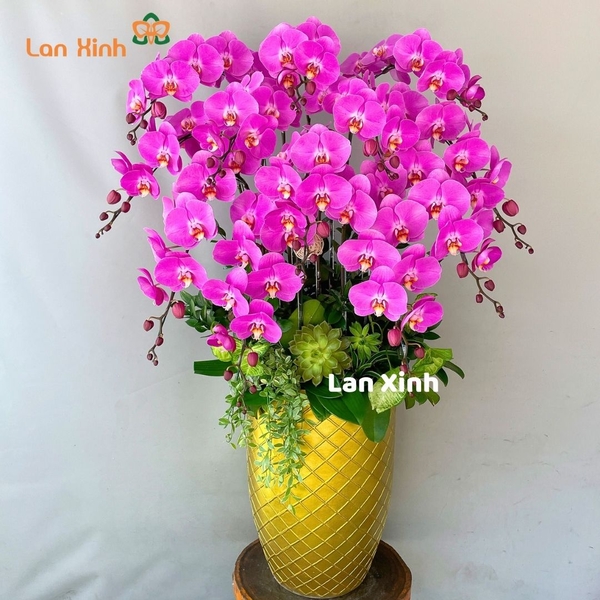 Lan hồ điệp màu hồng 12 cành - HD312