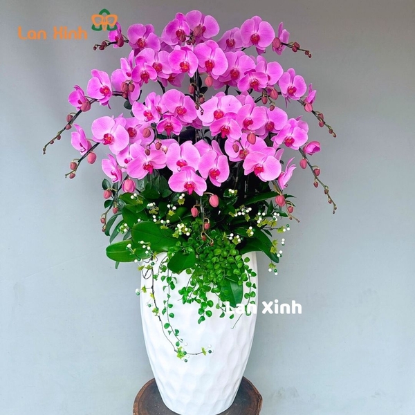 Lan hồ điệp màu hồng 15 cành - HD343