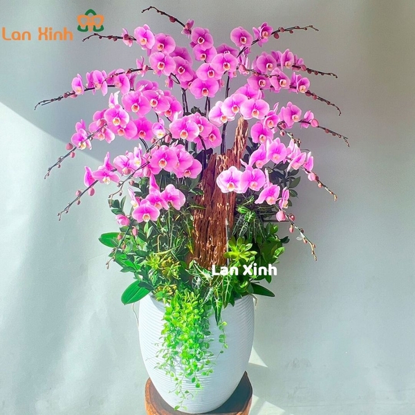 lan hồ điệp hồng 18 cành mix gỗ lũa