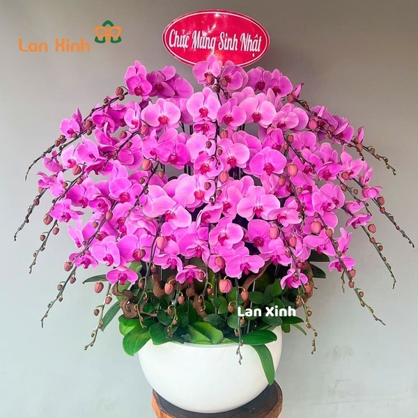 Lan hồ điệpmàu hồng 30 cành