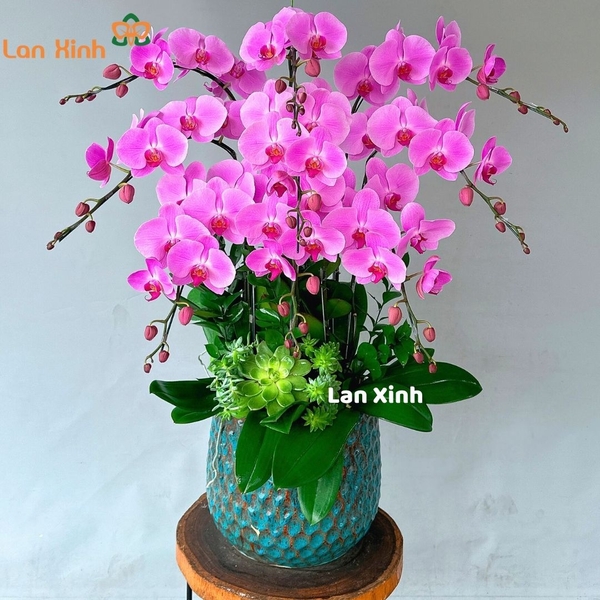 Lan hồ điệp màu hồng 9 cành - HD412