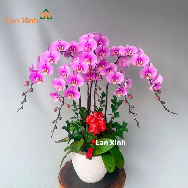 Lan hồ điệp màu hồng cánh sen 5 cành - HD390