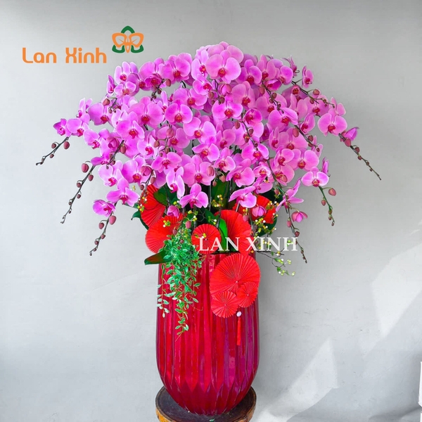 lan hồ điệp màu hồng chậu cao cấp