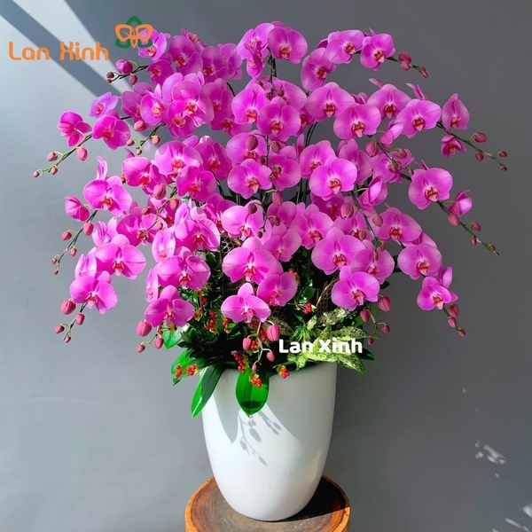 Lan hồ điệp màu hồng phấn 18 cành - HD264