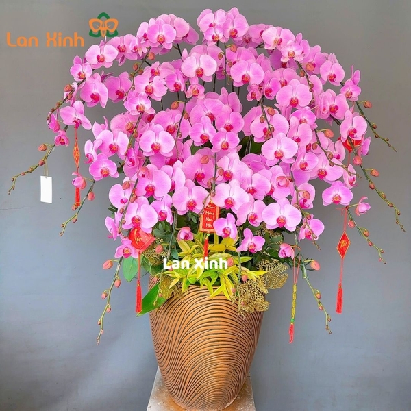 Lan hồ điệp màu hồng phấn  20 cành - HD195